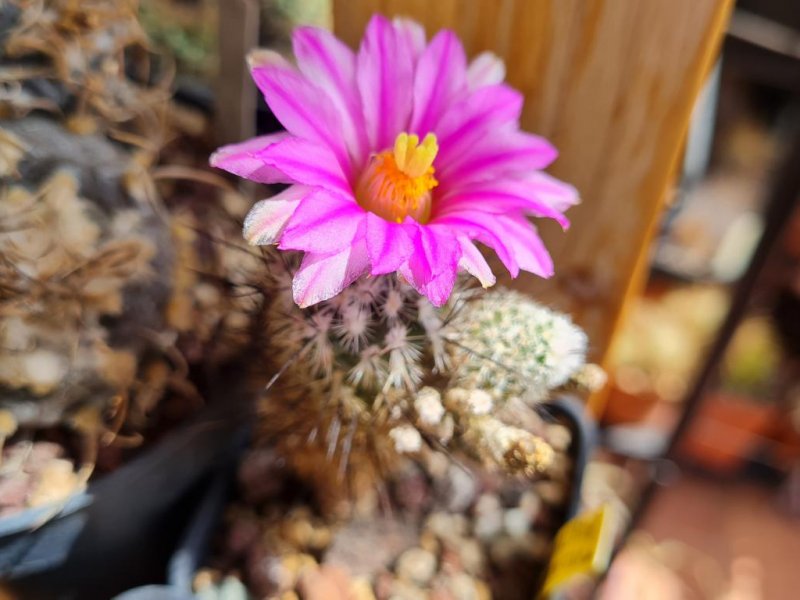 Turbinicarpus subterraneus 