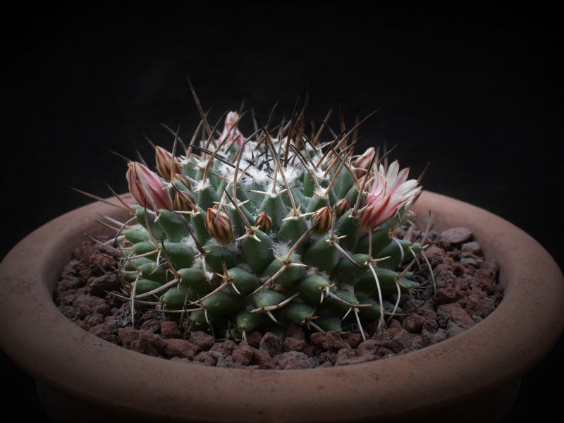 Mammillaria compressa ssp. centralifera REP 1131