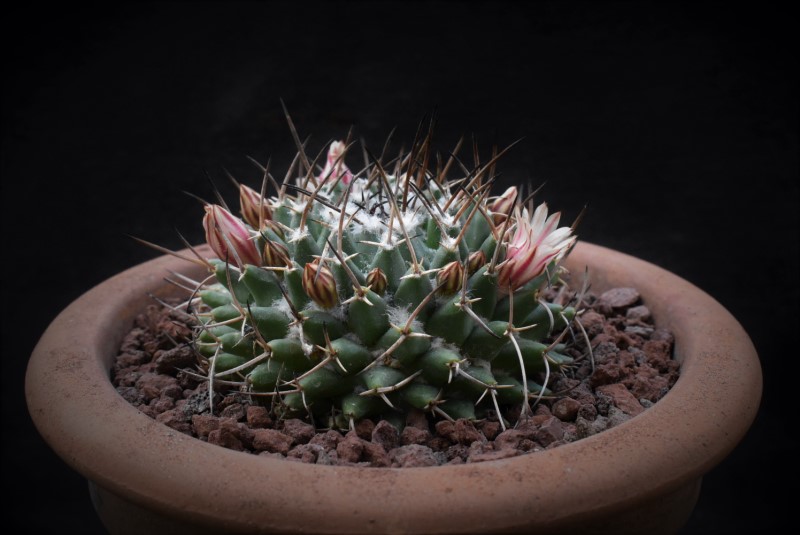 Mammillaria compressa ssp. centralifera REP 1131