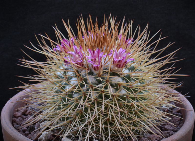 Mammillaria apozolensis v. saltensis LAU 1045