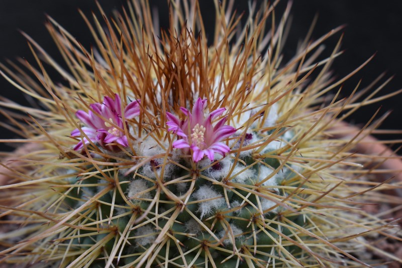 Mammillaria apozolensis v. saltensis LAU 1045