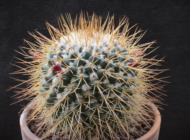 Mammillaria apozolensis v. saltensis LAU 1045