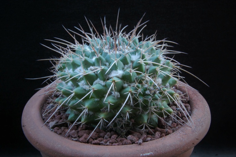 Mammillaria rioverdense CH 444a