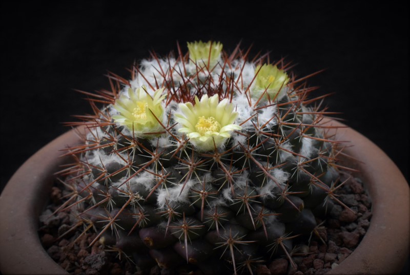 Mammillaria maycobensis ROG 738