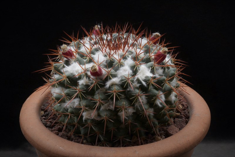 Mammillaria maycobensis ROG 738
