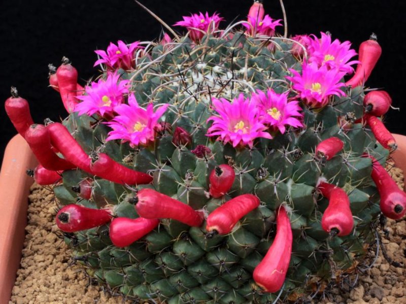 Mammillaria casoi ROG 374