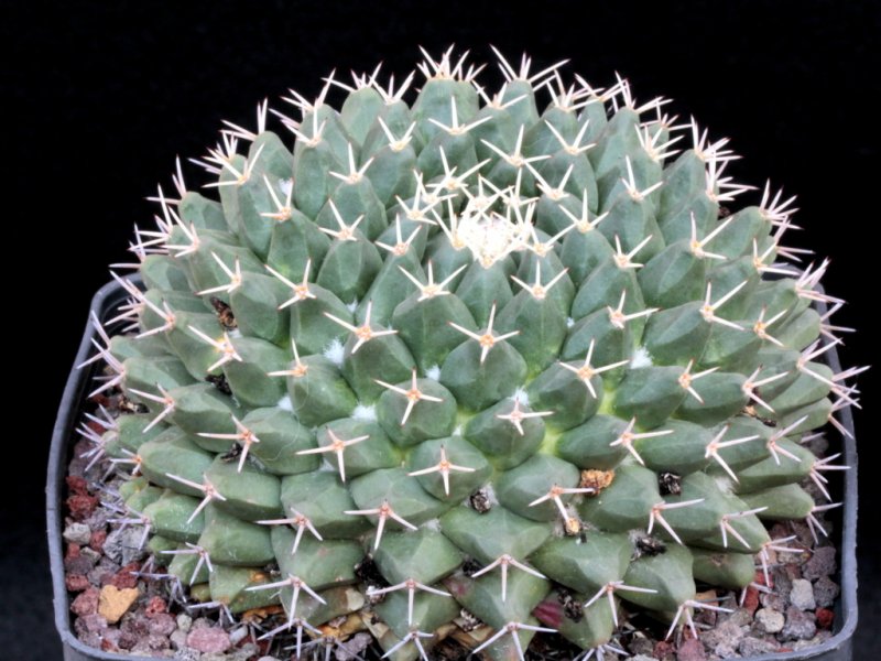Mammillaria vagaspina Repp 1114