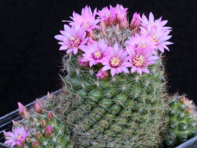 Mammillaria zeilmanniana 