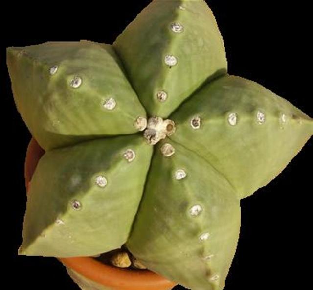 astrophytummyrio kikko nudum myriostigma kikko v.nudum 
