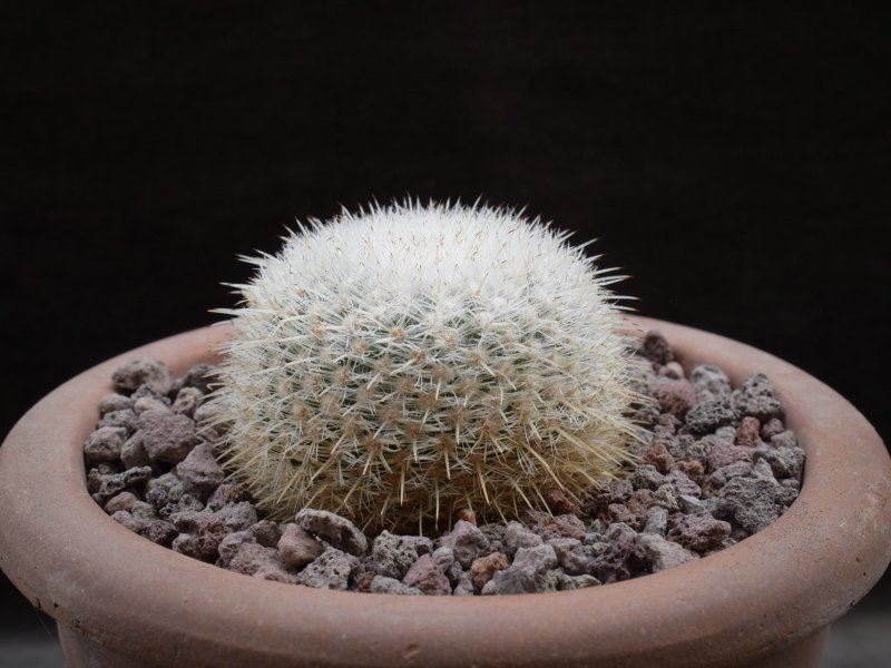 mammillaria ignota