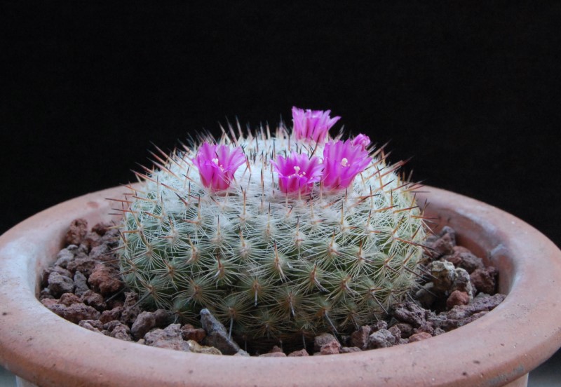 Mammillaria albata v. sanciro MBF 146