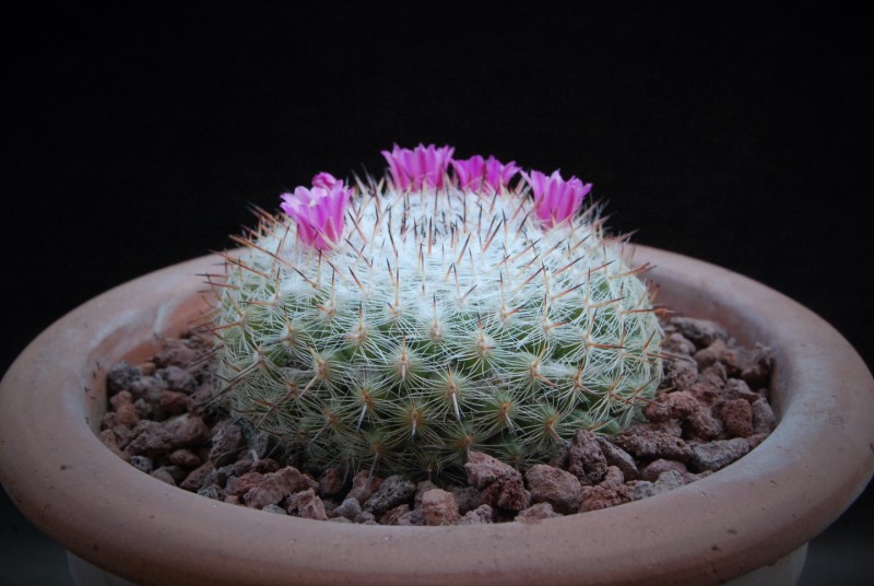 Mammillaria albata v. sanciro MBF 146