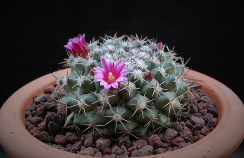 Mammillaria chaletii PN 638