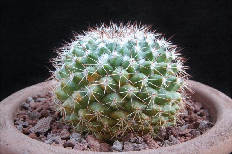 Mammillaria chaletii 