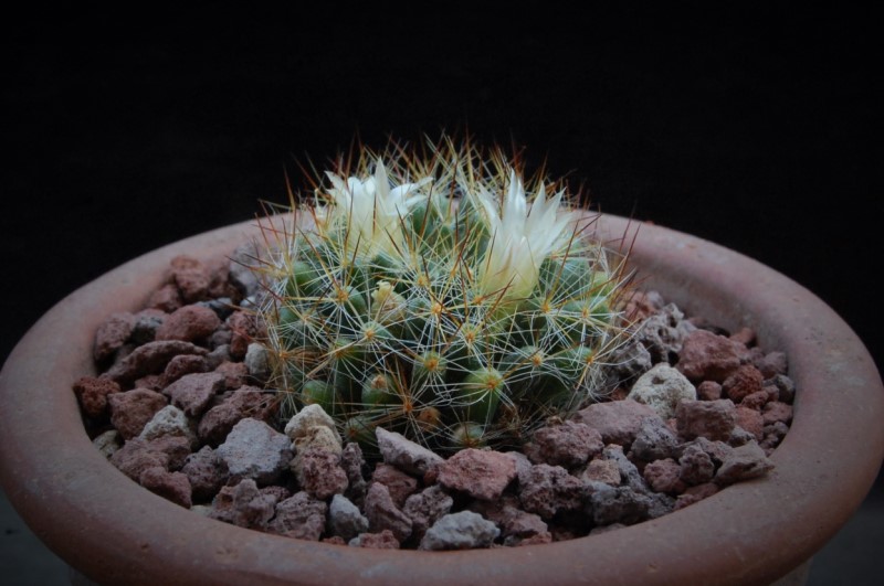 Mammillaria rayonensis ML 453