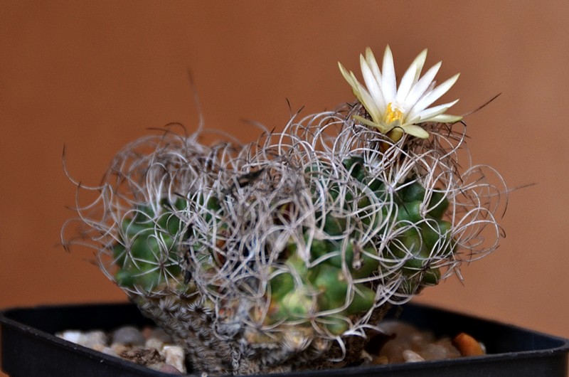 Turbinicarpus krainzianus 