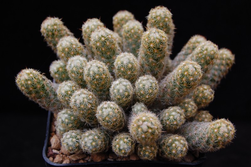 Mammillaria elongata 