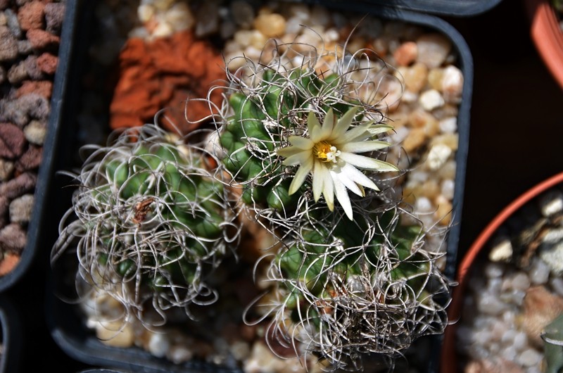 Turbinicarpus krainzianus 