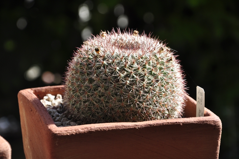 Mammillaria temorisensis ROG 709