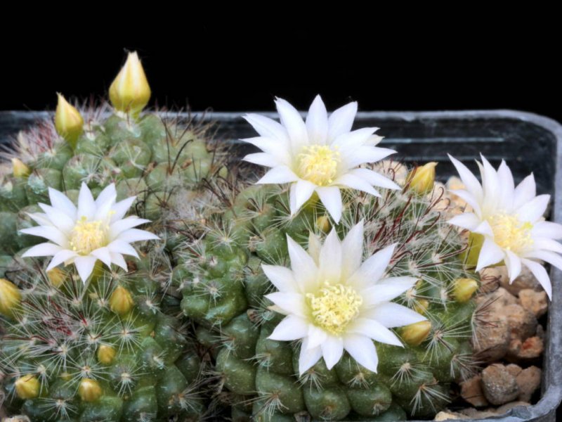 Mammillaria zeilmanniana 