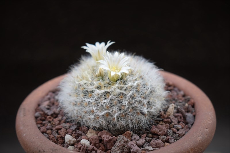 Mammillaria albicoma 