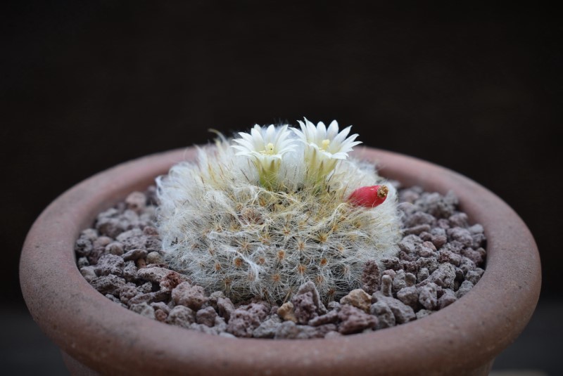 Mammillaria albicoma 