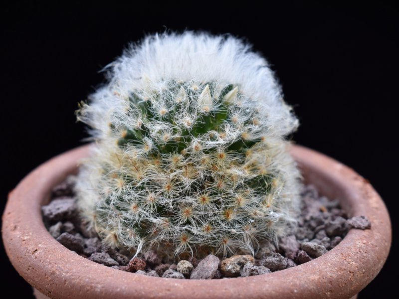 Mammillaria albicoma 