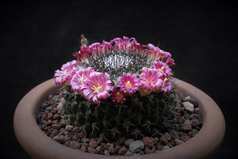 Mammillaria atroflorens 