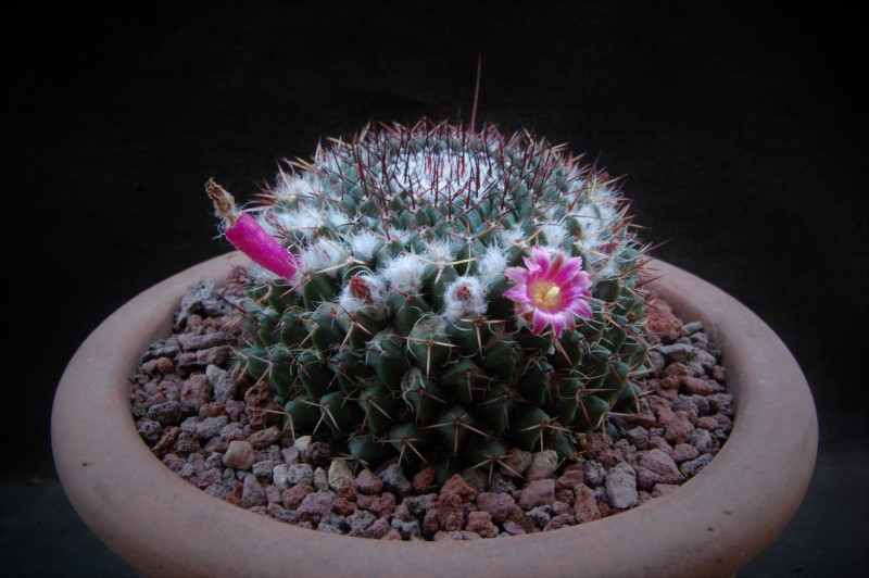 Mammillaria atroflorens 