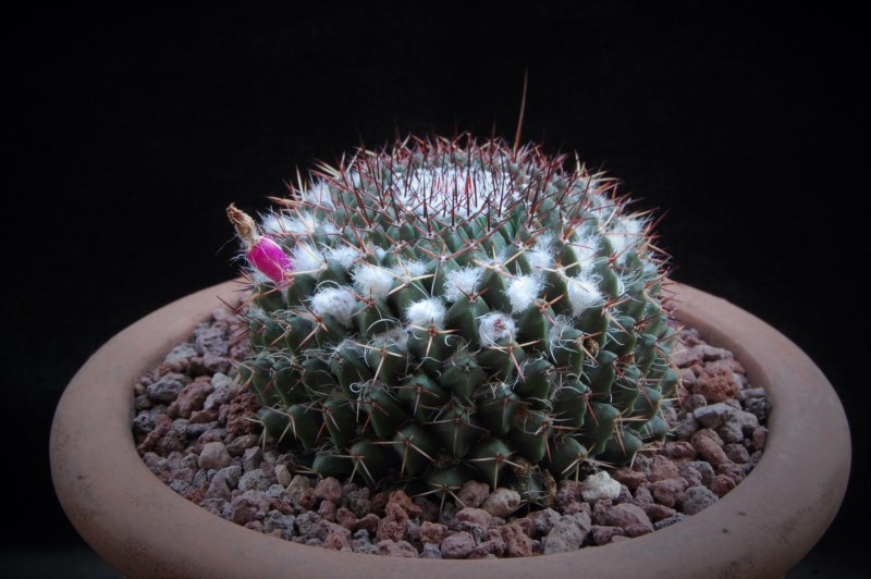 Mammillaria atroflorens 