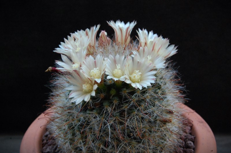 Mammillaria bocasana SB 524