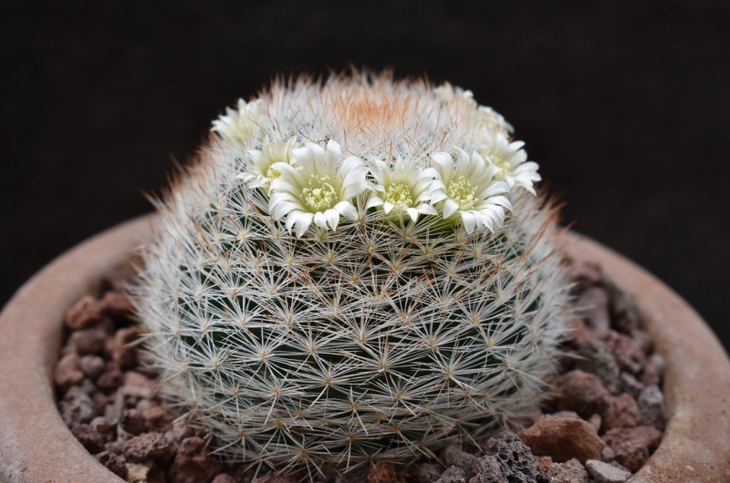 Mammillaria brachytrichion LAU 1337