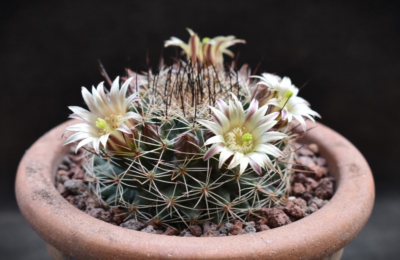 Mammillaria brandegeei ssp. gabbii 