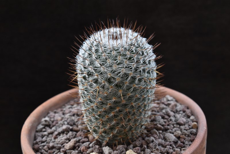 Mammillaria haageana 