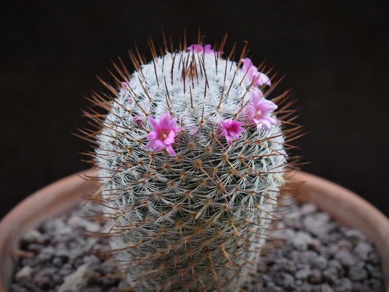 Mammillaria haageana 