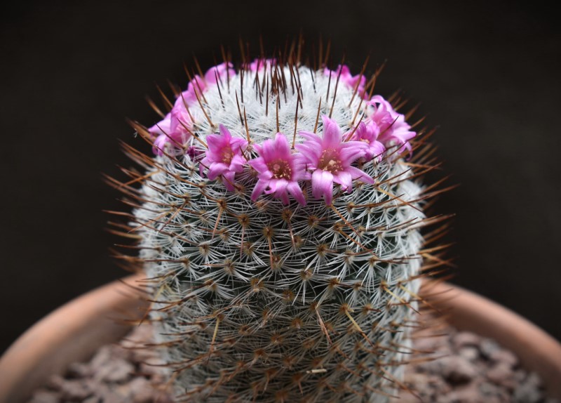 Mammillaria haageana 