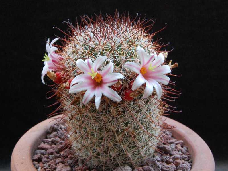 Mammillaria hutchisoniana 