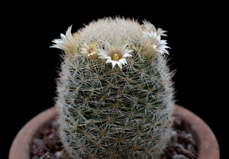 Mammillaria magallanii WK 27