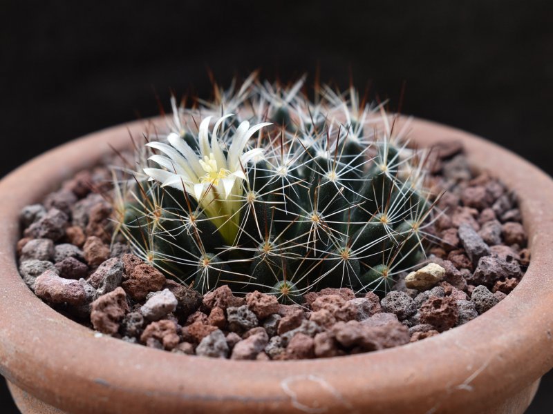 Mammillaria picta SB 284