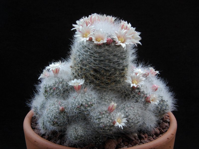 Mammillaria schwartzii 