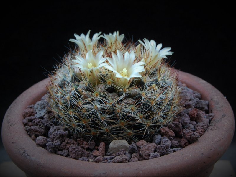 Mammillaria picta ssp. viereckii 