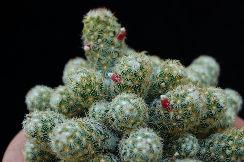 Mammillaria elongata 