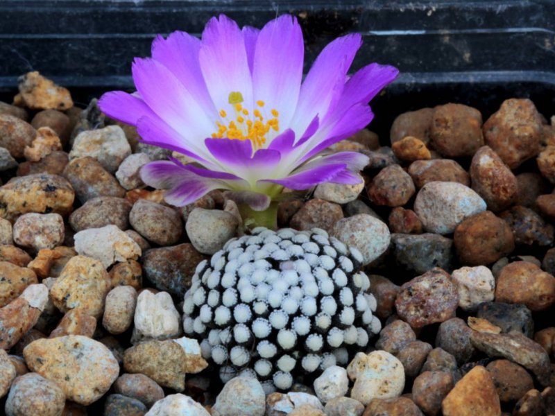 Mammillaria luethyi 