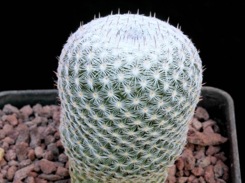 Mammillaria pseudoperbella 