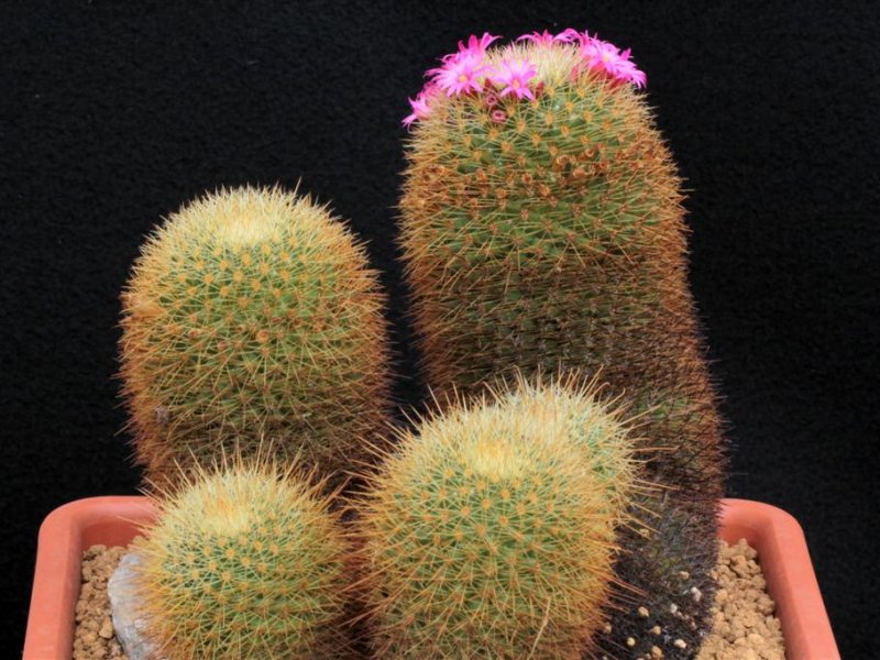 Mammillaria spinosissima ssp. pilcayensis 