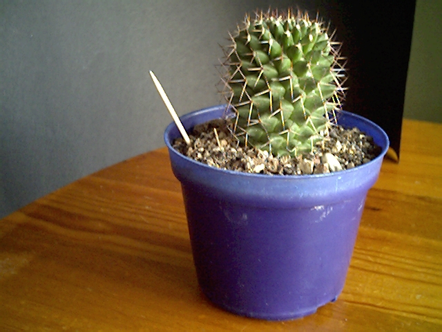 Mammillaria polythele 