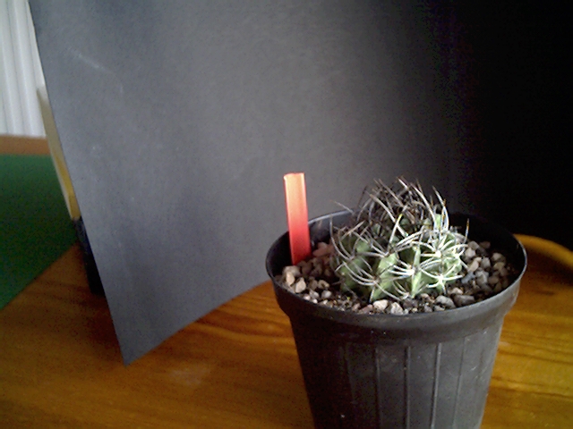 Eryosice sp. 