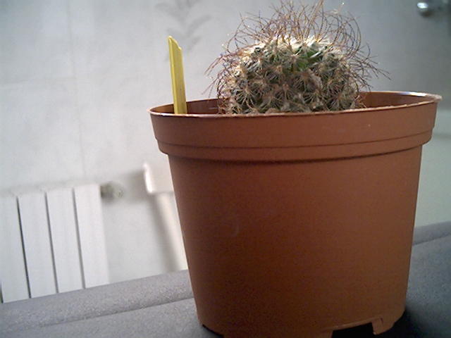 Mammillaria rekoi ssp. leptacantha 