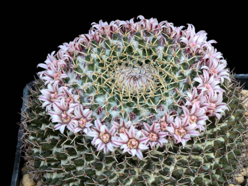 Mammillaria eumorpha Repp 2264