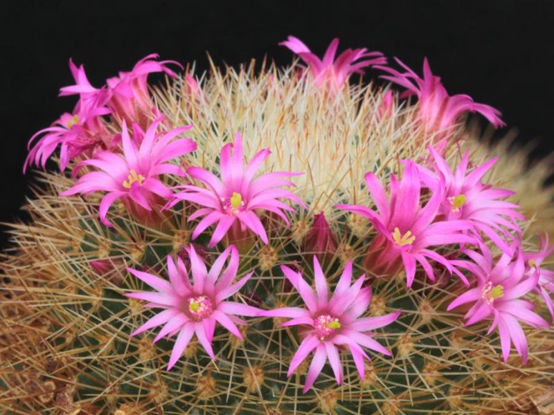 Mammillaria spinosissima ssp. pilcayensis 